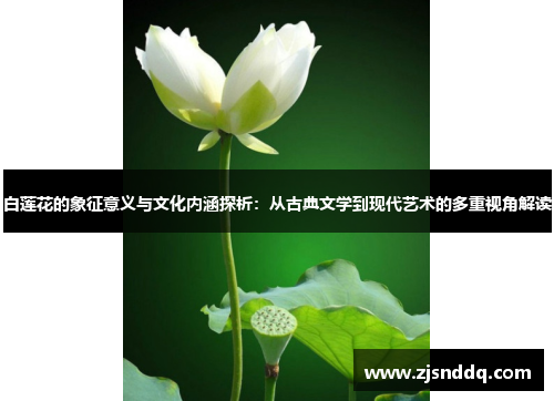 白莲花的象征意义与文化内涵探析：从古典文学到现代艺术的多重视角解读